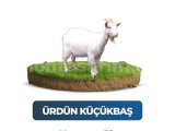 Kurban Pazarından Keçi Kurbanı