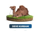Kurban Pazarından Deve Kurbanı
