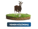 Kurban Pazarından Keçi Kurbanı